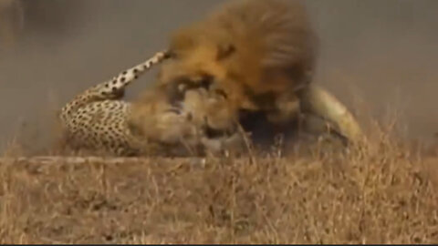 The brutality of a male lion in killing his rival