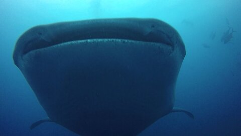 Whaleshark Submarine