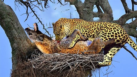 The Price Pay! The Hyena Fights Leopard To Steal Their Prey In A Blatant Way And Get A Bitter Ending