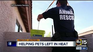 Extreme heat causes more rescue calls for animals