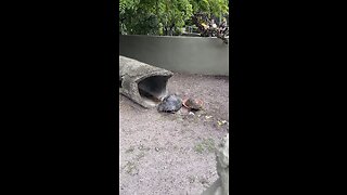 Aldabra And Red-Footed Tortoises At Naples Zoo