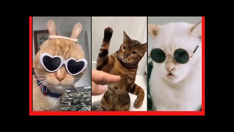 Funniest Cats 😹 - Don't try to hold back Laughter 😂 - Funny Cats Life