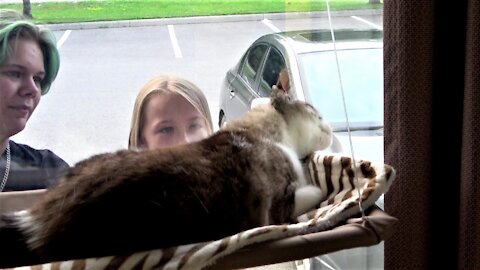Stella the rescued cat has a special visitor every day