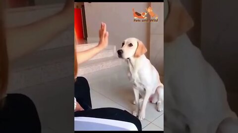 Aww dogs funny video make you laughing #dogsoftiktok #dogsfunnymoments #laughing #Petsandwild