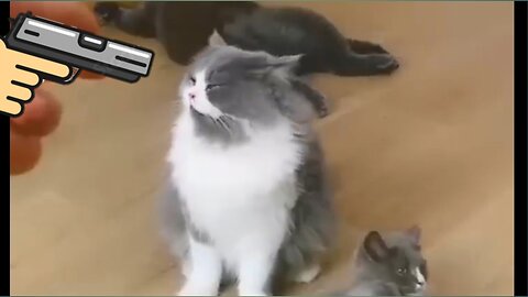 Funny cats acting