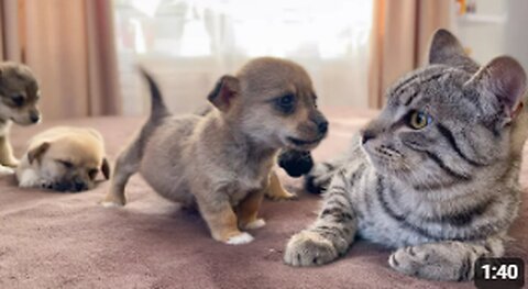 Funny Cat Reaction to Puppies [Kitty sees them for the First Time]