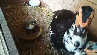 2 Muscovy Ducks and 3 ducklings running around 16th March 2021 ( Video 4 )