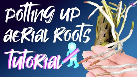 AERIAL ROOTS! No Humidity? Watch this BEFORE you pot them up! #Ascocentrum #Phalaenopsis