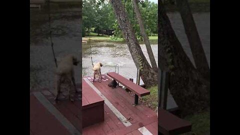 Dogs panic when owner swings out and falls into lake, then swim out to rescue him.