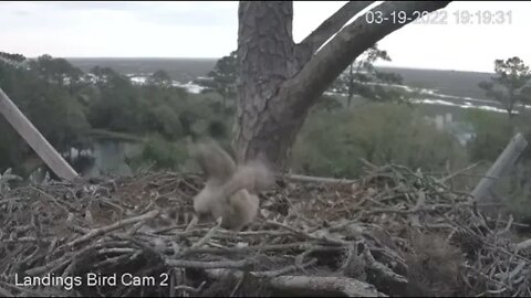 Wingersizing & Hopping at Four Weeks Old 🦉3/19/22 19:19