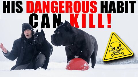 My Puppies DANGEROUS Habit Can KILL! Cane Corso