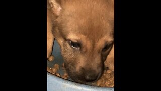 Puppy eating food