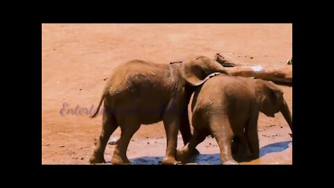 CUte Elephant - Funny Elephants