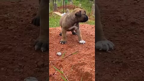 Cute Boerboel puppy #shorts #boerbel #puppies #doglover