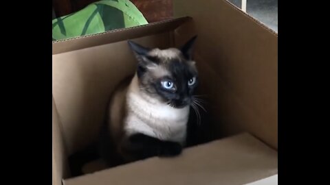 Beautiful Siamese Cat Videos!