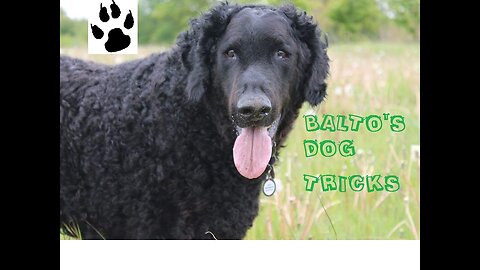 Dog tricks by Balto the Curly Coated Retriver