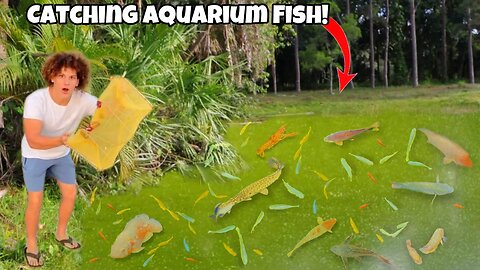 Catching TONS Of AQUARIUM FISH From ABANDONED POND!