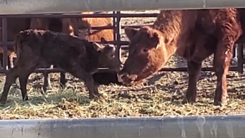 Heifer Calving