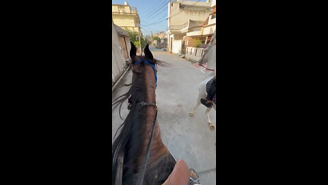 Horse Riding in India❤️