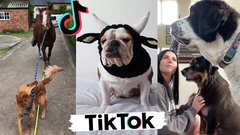Funny Dogs of TikTok Part #14 🐶