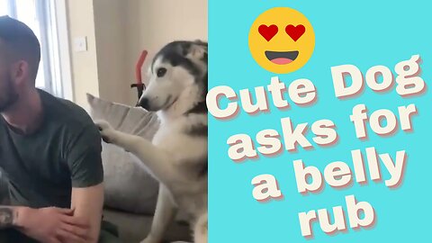 Cute dog telling his owner to rub his belly!