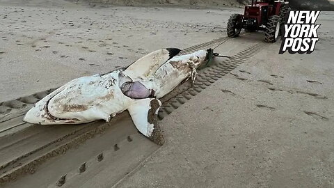 Massive great white shark that had just eaten a dolphin is found torn apart by an even bigger predator