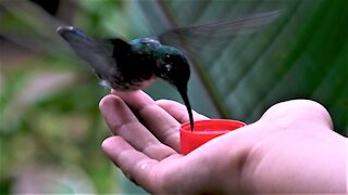 Friendly hummingbird eats out of boy's hand in Galapagos Islands