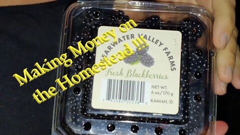 Making Money on the Homestead- Blackberries Pt. 1