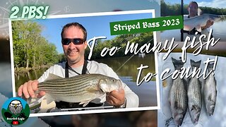 #Roanoke River Striped Bass (Rock Fish) 2023 | North Carolina fishing from a #boat