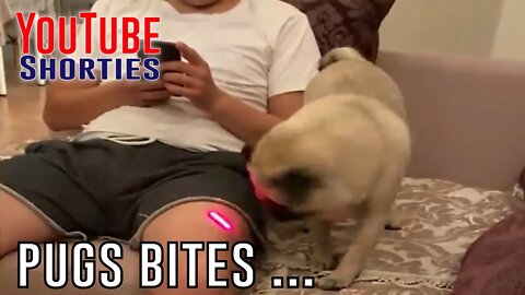 Funny Morning Laugh - PUGS BITES MANS ... #shorts