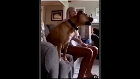 Dog brainwashed by sports too HILARIOUS
