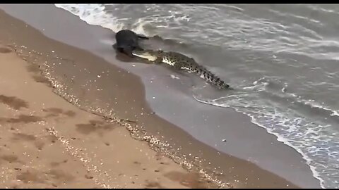 Croc nails a pig on the beach