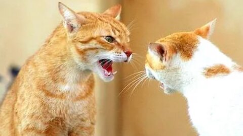 Funny Cats Arguing - Cats Talking To Each Other Compilation || NEW HD