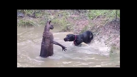 35 Times Animals Messed With The Wrong Opponent ! Animal fight Viral 2022