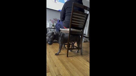 😆FUNNY DOG’S CLEVER WAY TO ITCH HIS BUTT