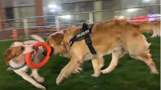 Golden Retriever doesn't want to share his toy with a Beagle