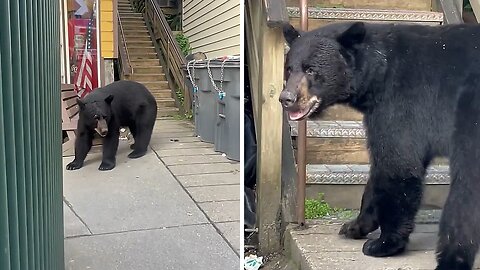 Bear casually wanders around people in Alaska
