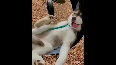 I have nice dream #cutehusky #cutepet #cutedog #cutepuppy #husky #dog #puppy #pet #huskylove