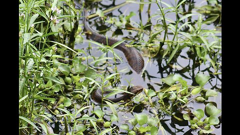 Huge dangerous water moccasin!!!!