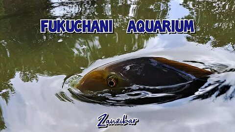 Fukuchani Aquarium Zanzibar.