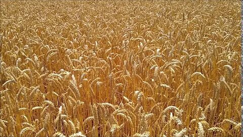 Amber Waves of Grain in the Great North West