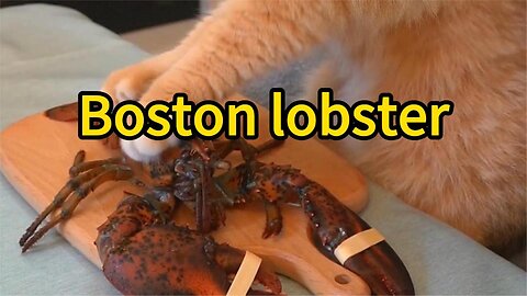 Kitten Gourmet - Boston Lobster