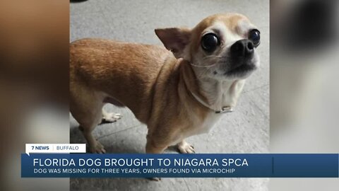 Niagara SPCA working to reunite Florida dog found in WNY who was missing for three years