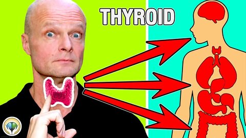 Why Is The Thyroid Gland So Important?