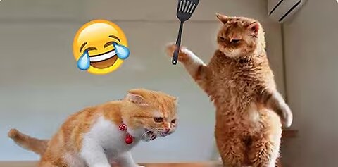 1 Hour of Funniest Animals 2023 - Funniest Cats and Dogs 😹🐶