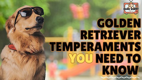Paws & Personalities: Golden Retrievers temperaments YOU need to know