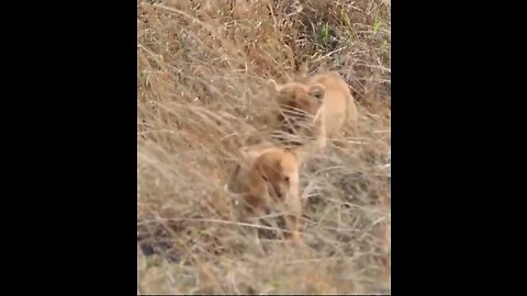 Cute baby lion