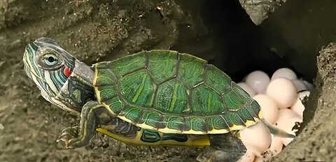 Tortoise baby's ||Viral Video ||