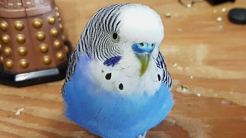 Elly The Budgie talking 20180203