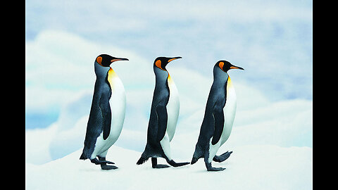 Video of Penguins Walking